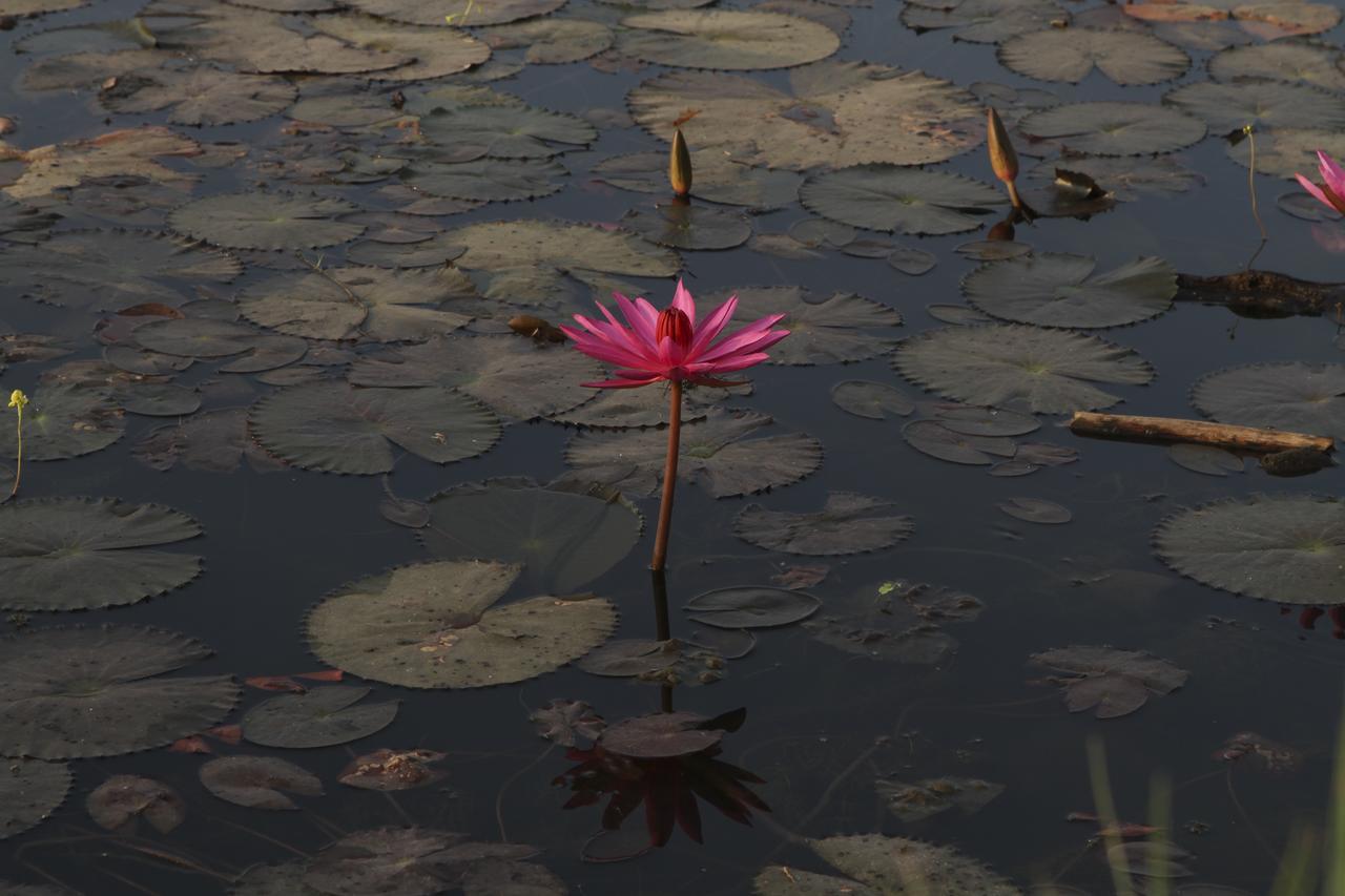 Blue Spring Boutique Hotel Siem Reap Buitenkant foto